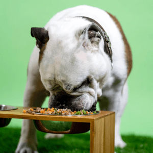 The benefits of switching to a raw dog food diet