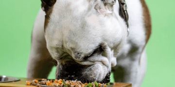 Raw Dog Food Diet